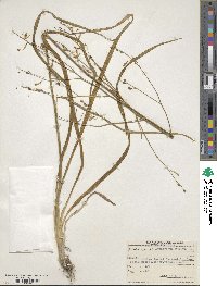 Anthericum ramosum image