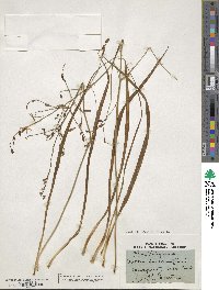 Anthericum ramosum image