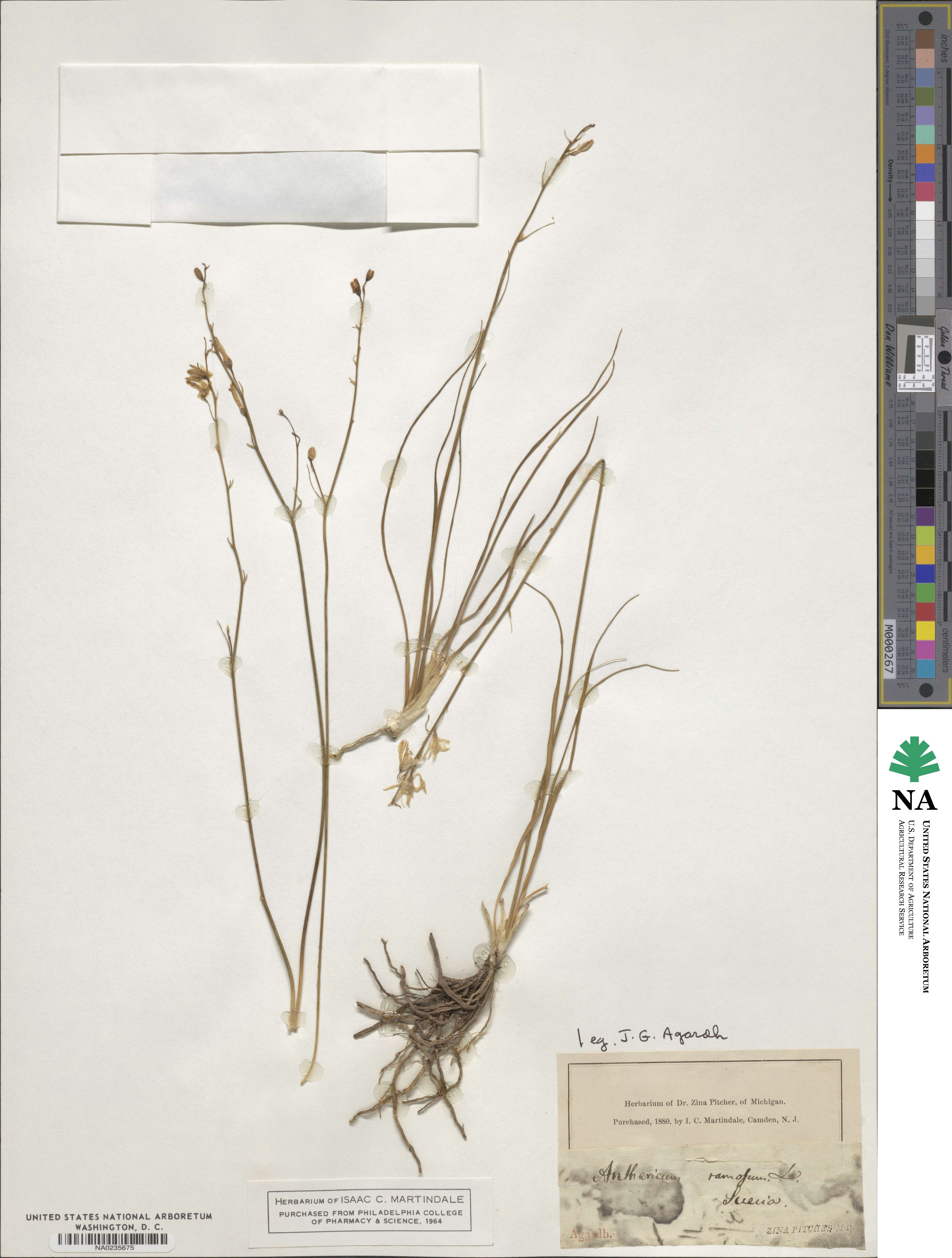 Anthericum image