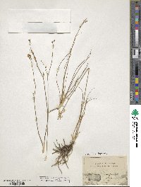 Anthericum ramosum image