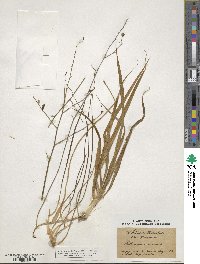 Anthericum ramosum image