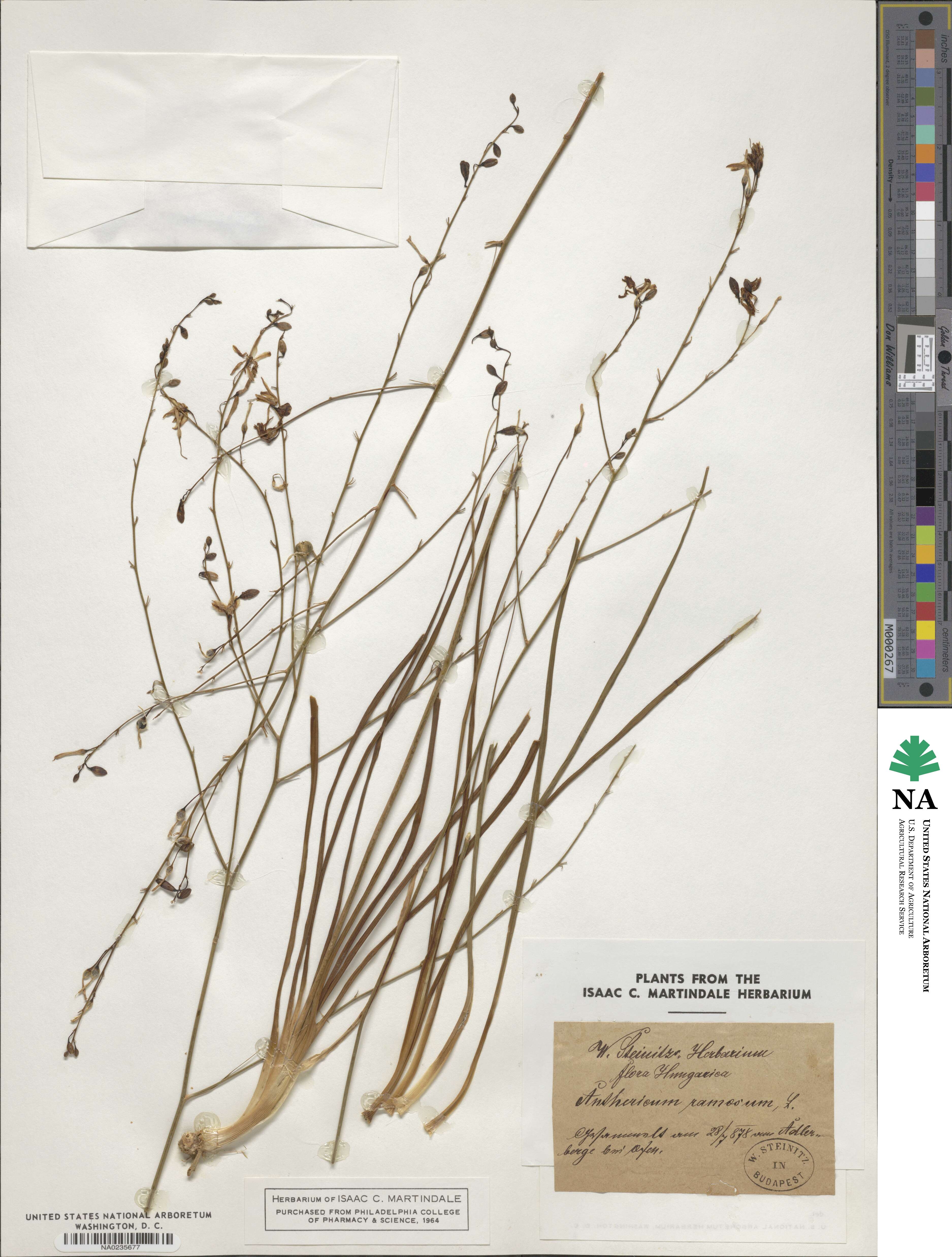 Anthericum ramosum image