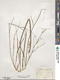 Anthericum ramosum image