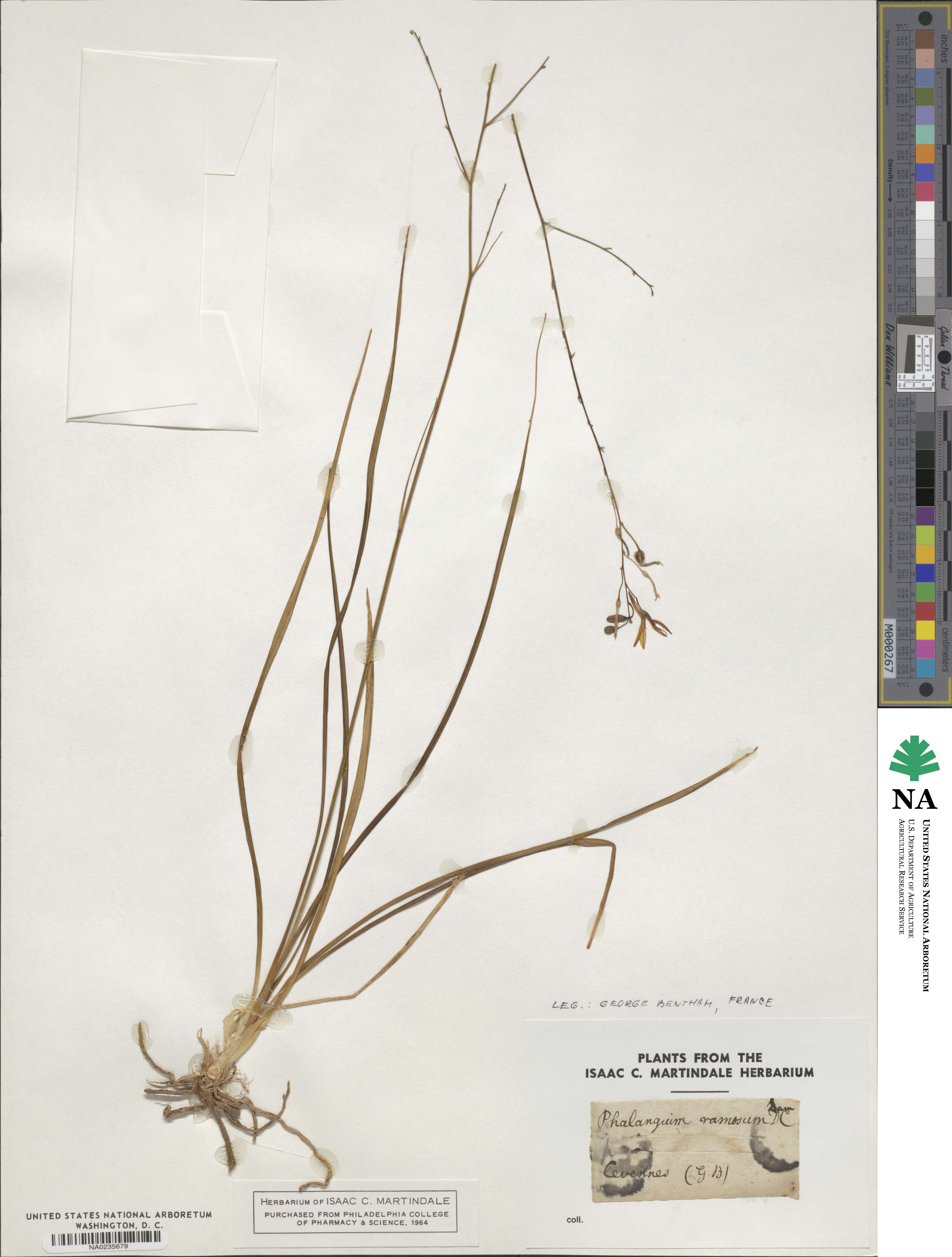 Anthericum ramosum image