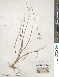 Anthericum ramosum image