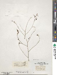 Anthericum ramosum image