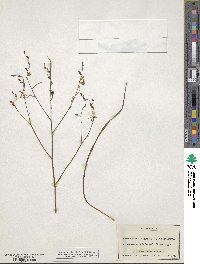 Anthericum ramosum image