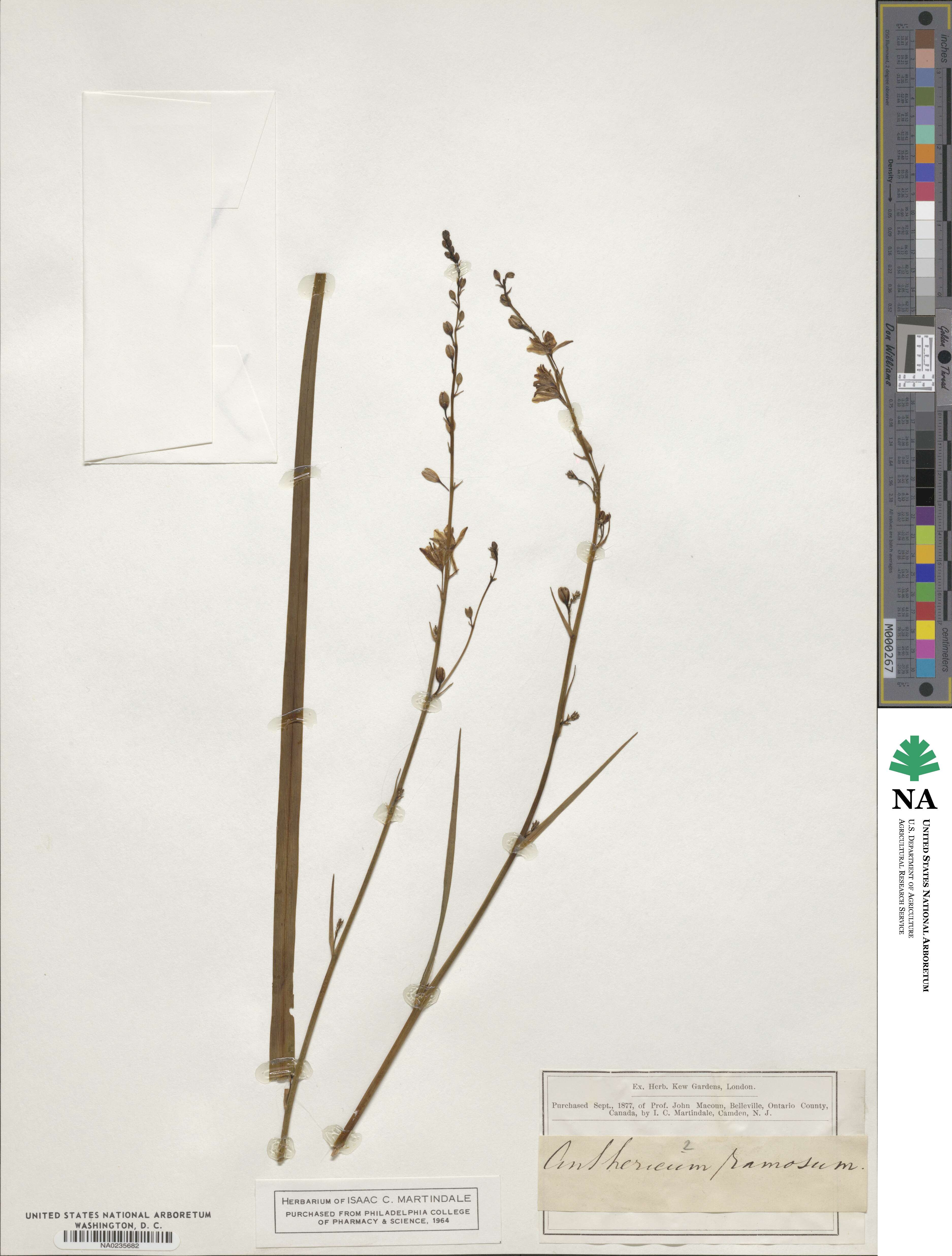 Anthericum image