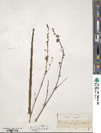 Anthericum ramosum image