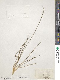 Anthericum ramosum image