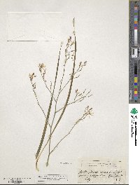 Anthericum ramosum image