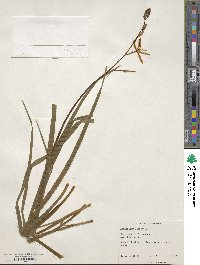 Anthericum liliago image