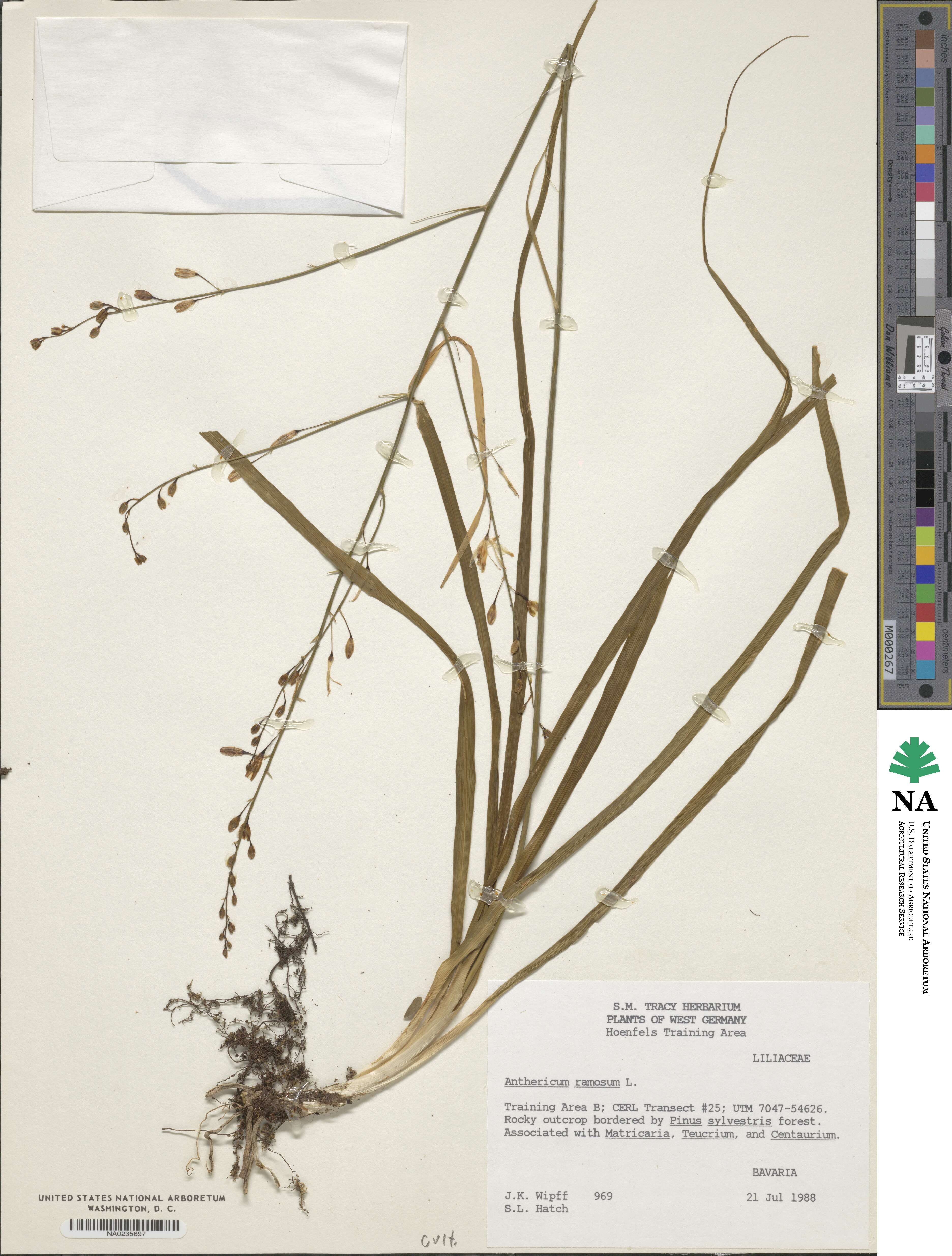 Anthericum ramosum image