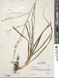 Anthericum ramosum image