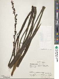 Chlorophytum comosum image