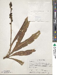 Image of Chlorophytum gallabatense