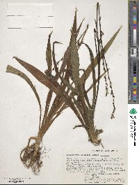 Chlorophytum comosum image