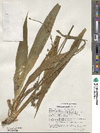 Chlorophytum sparsiflorum image