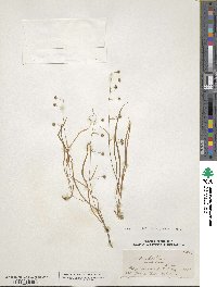 Arthropodium candidum image