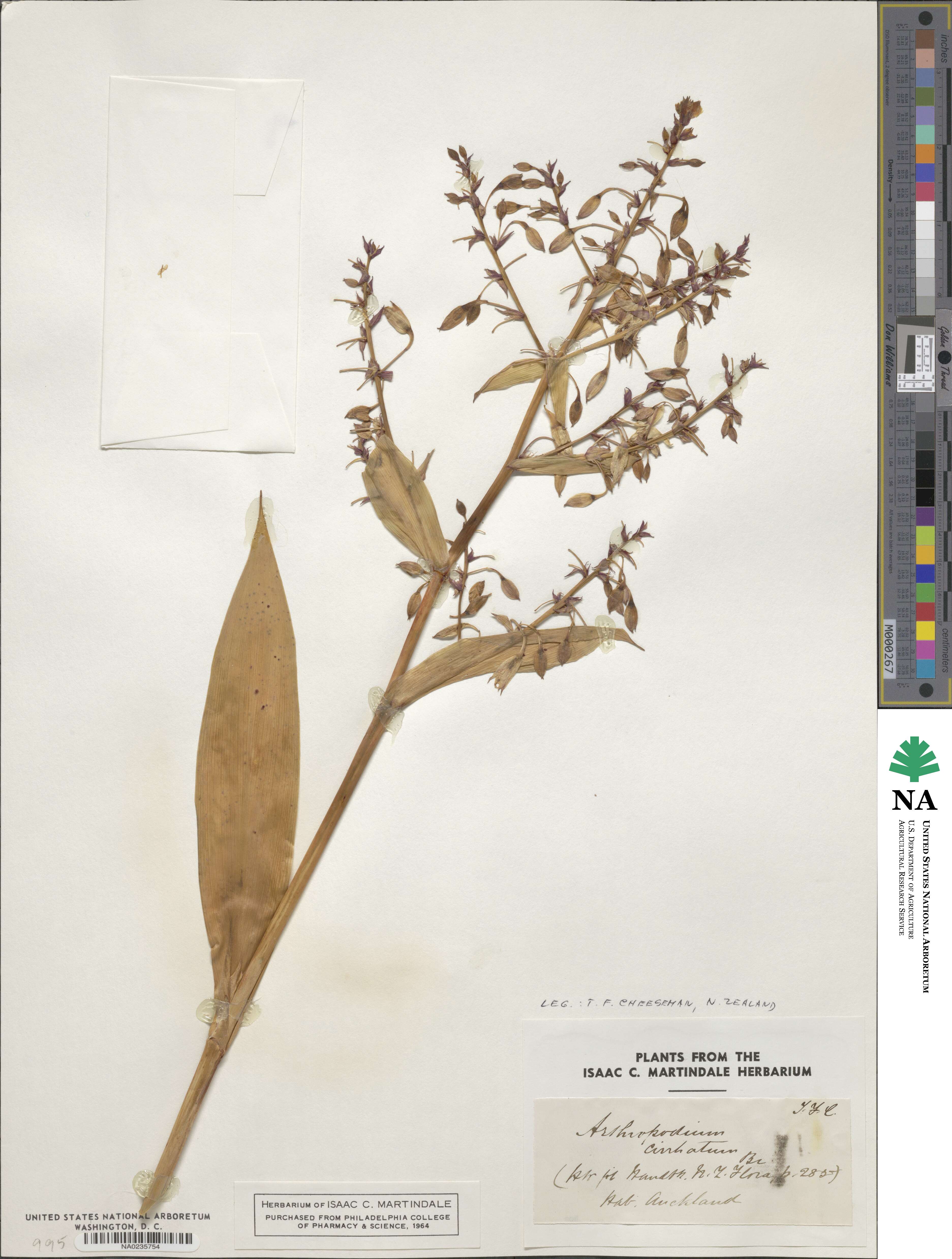 Arthropodium cirrhatum image