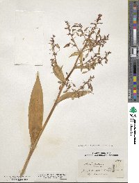 Arthropodium cirrhatum image