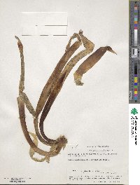 Arthropodium cirrhatum image