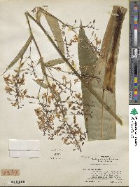 Arthropodium cirrhatum image