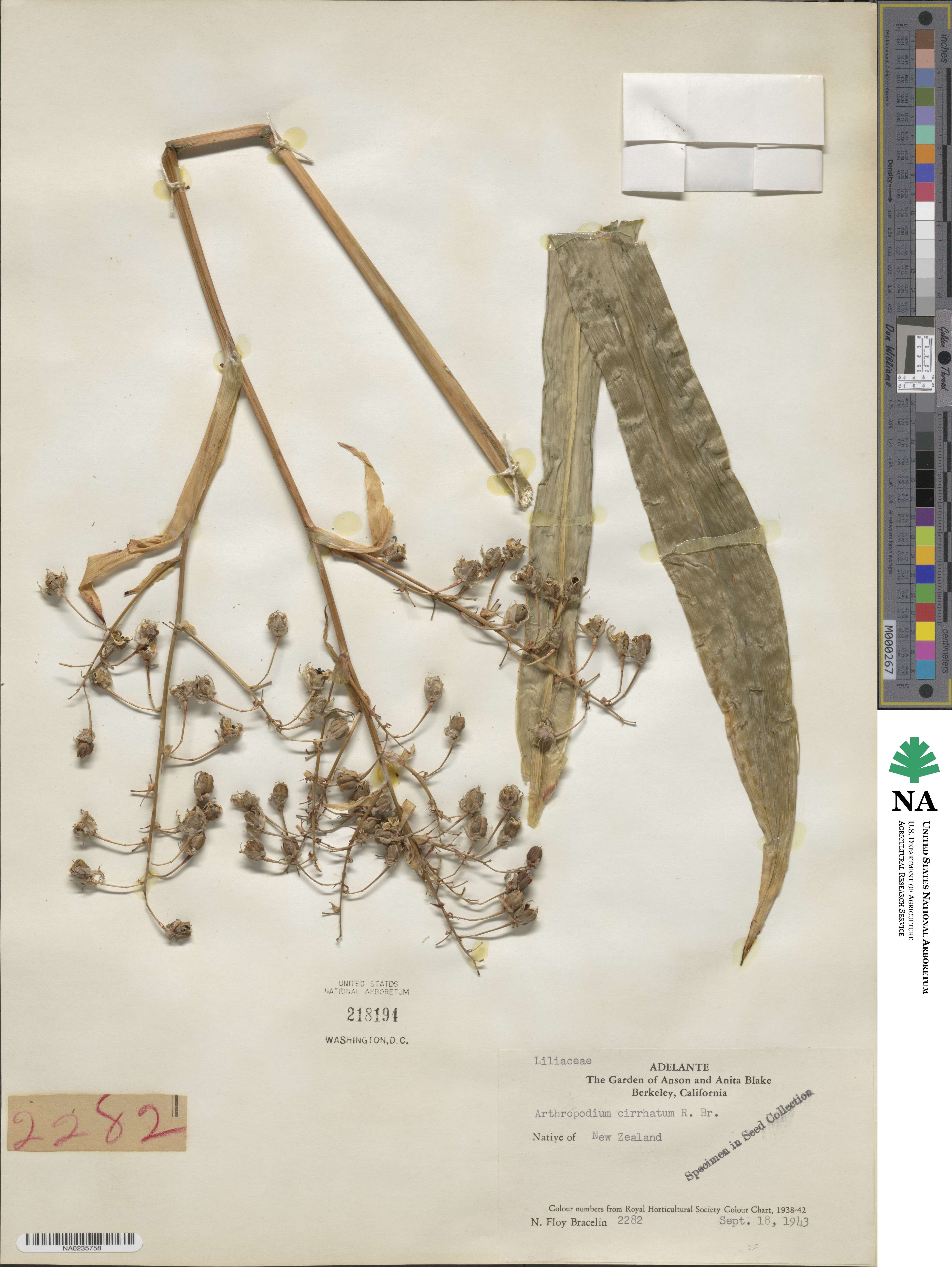 Arthropodium cirrhatum image