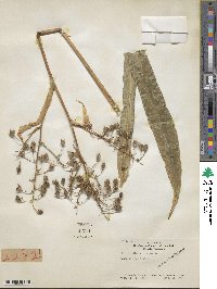 Arthropodium cirrhatum image