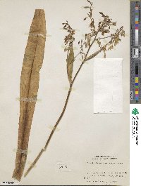 Arthropodium cirrhatum image