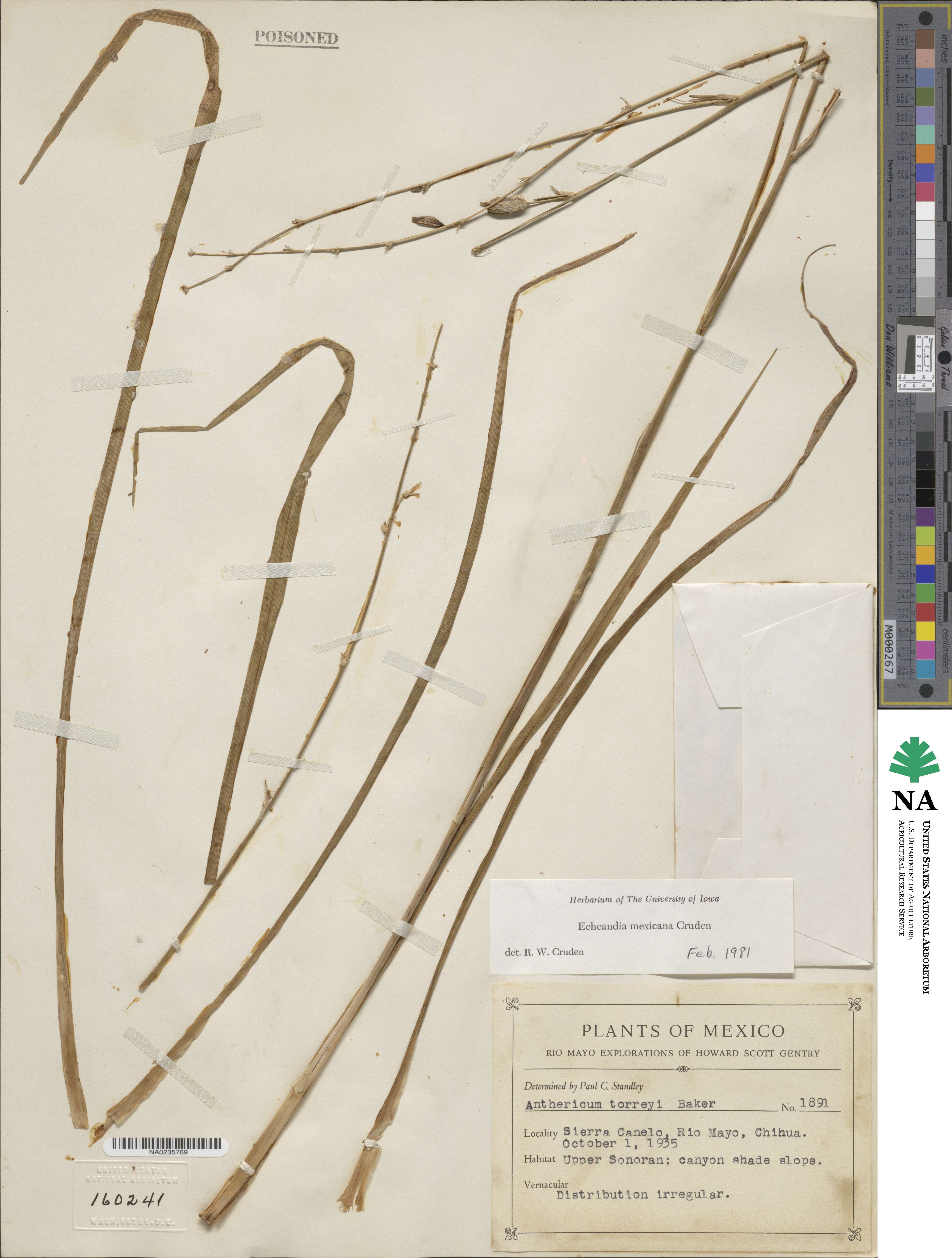 Echeandia mexicana image