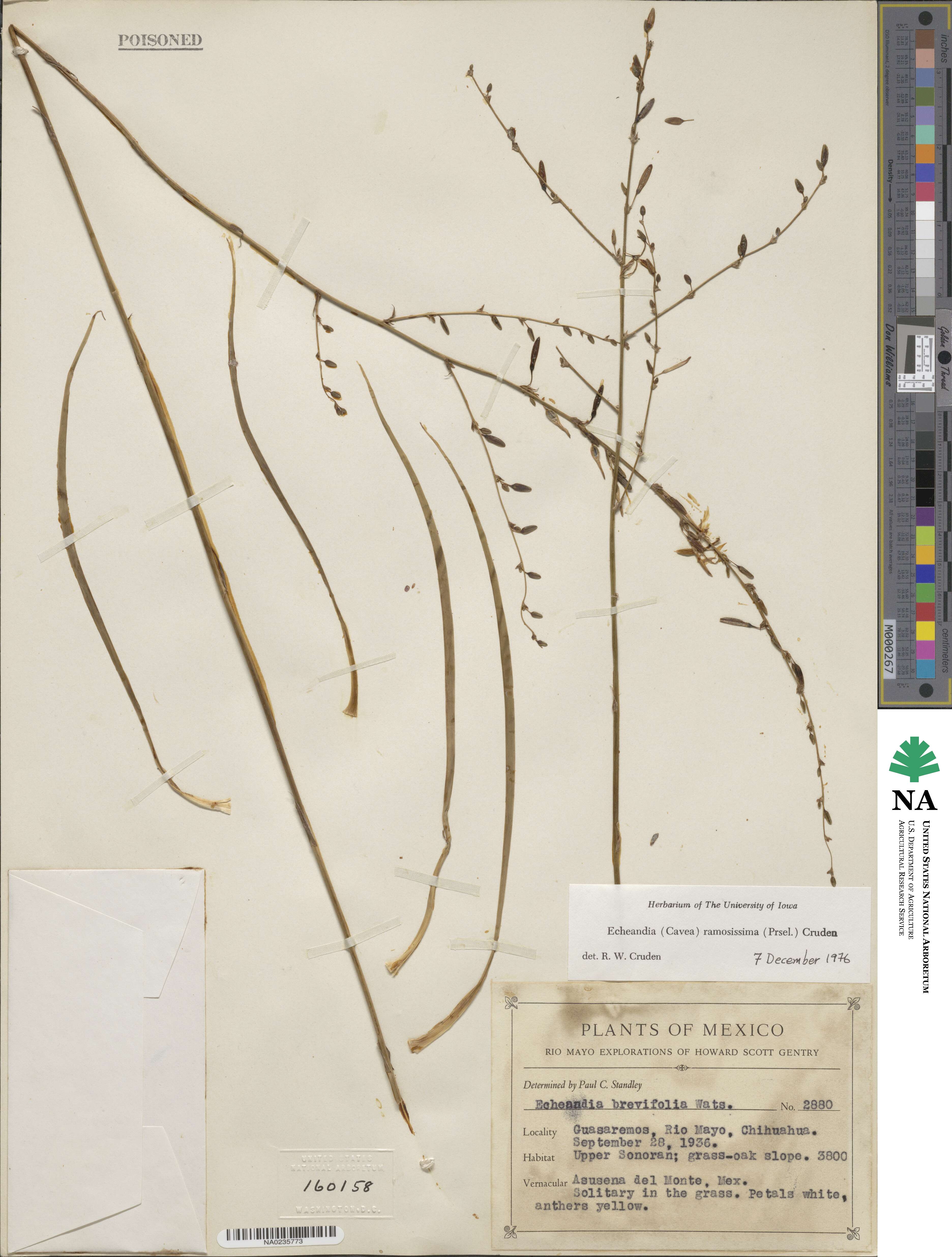 Echeandia ramosissima image