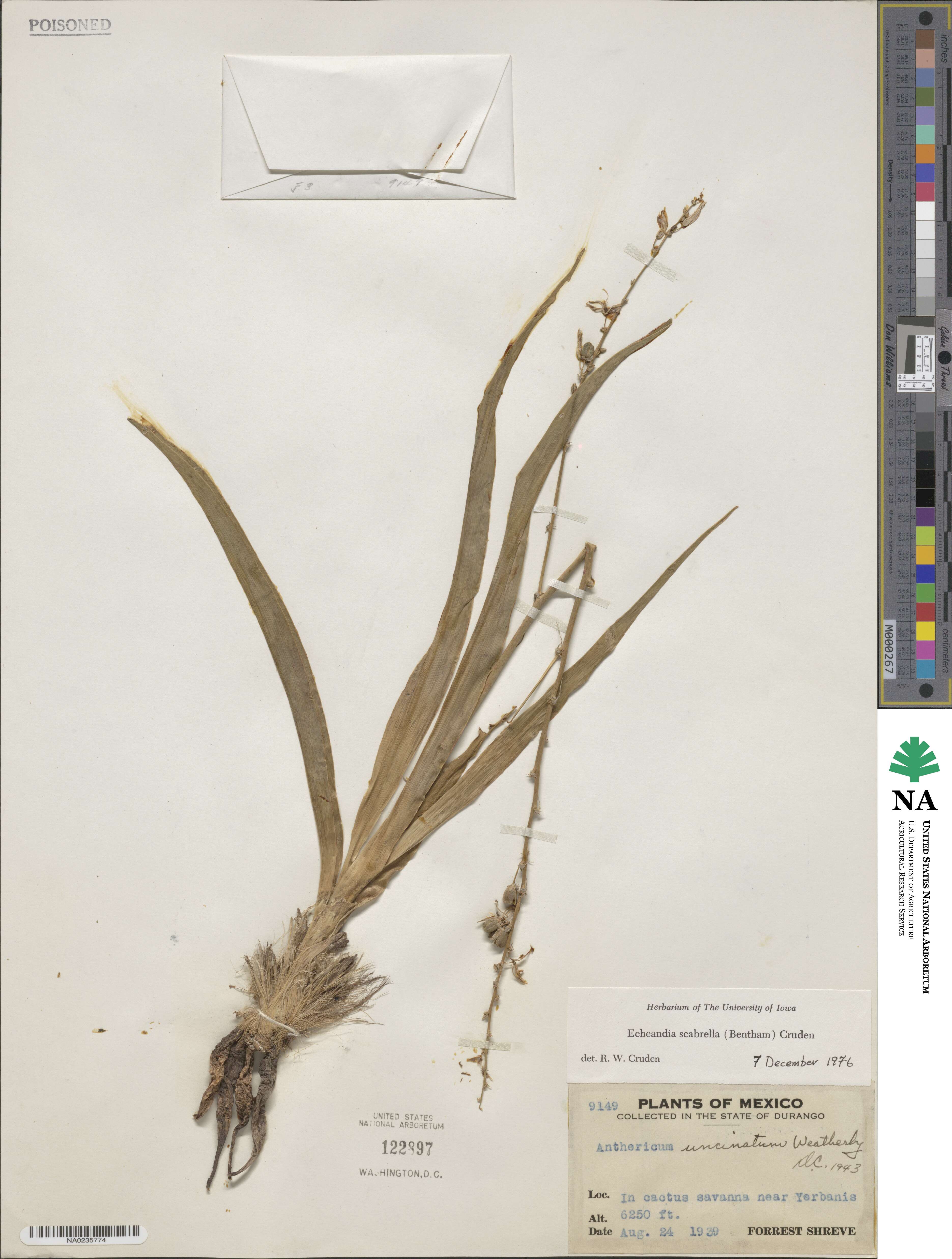 Echeandia scabrella image
