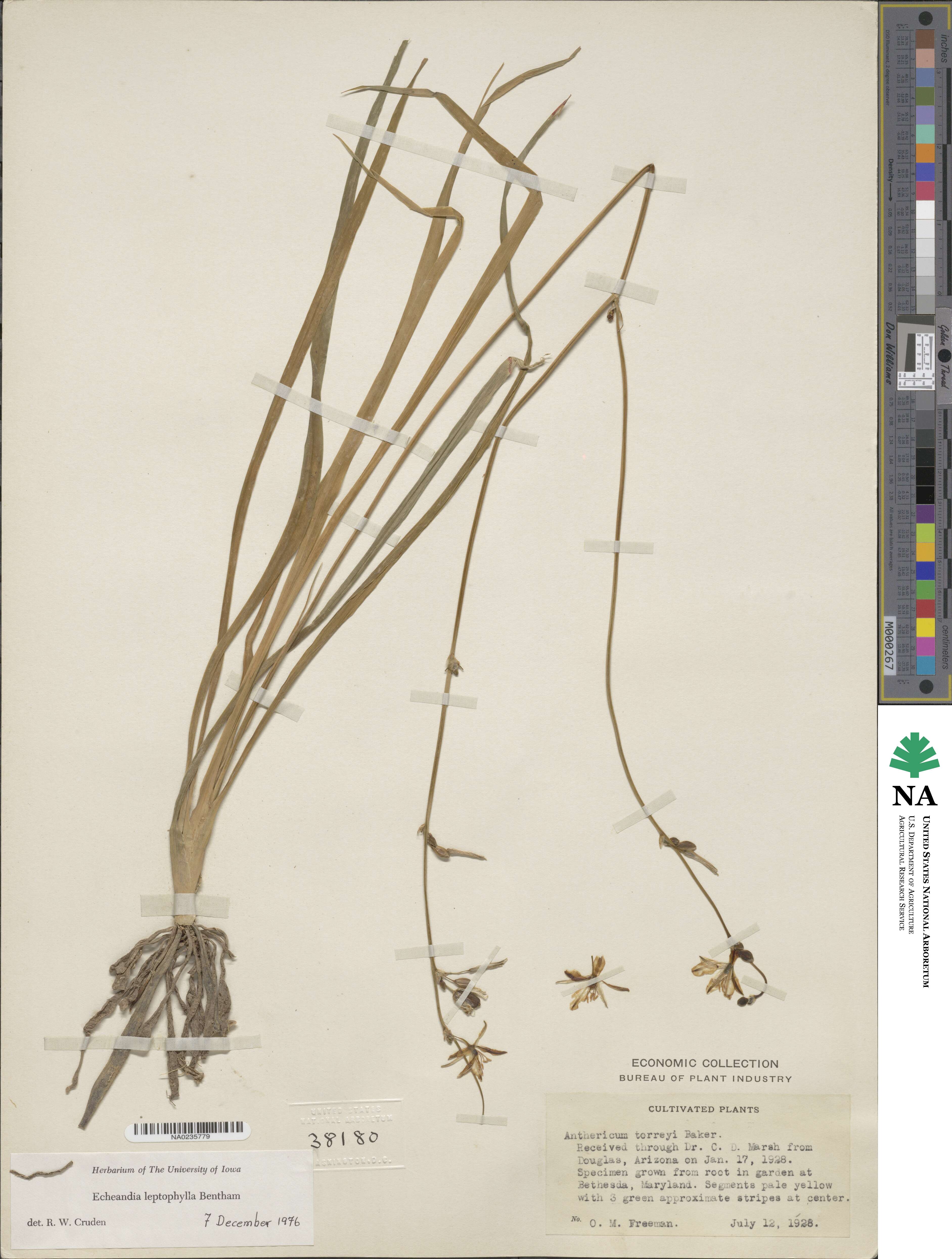 Echeandia flavescens image