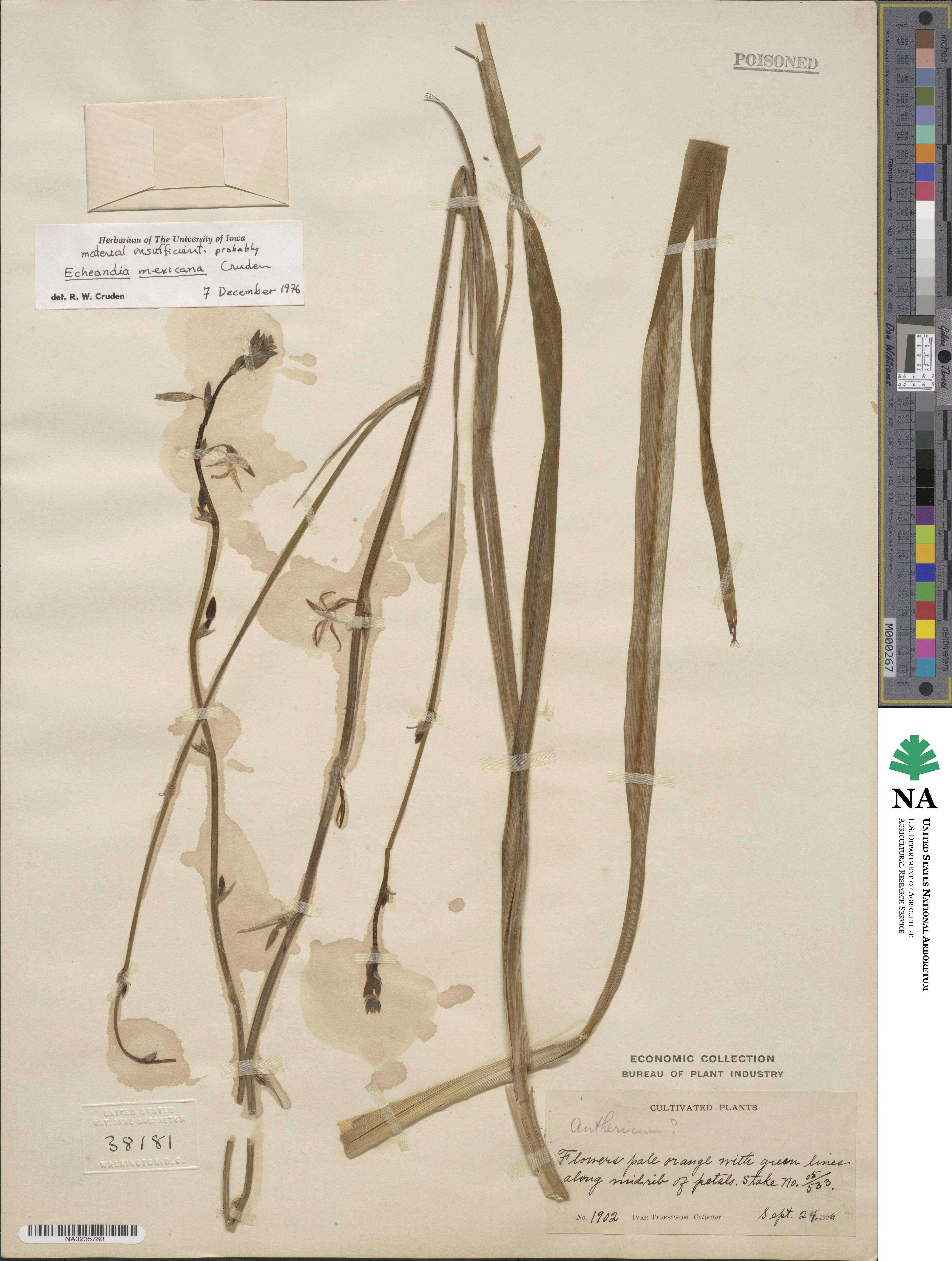 Echeandia image