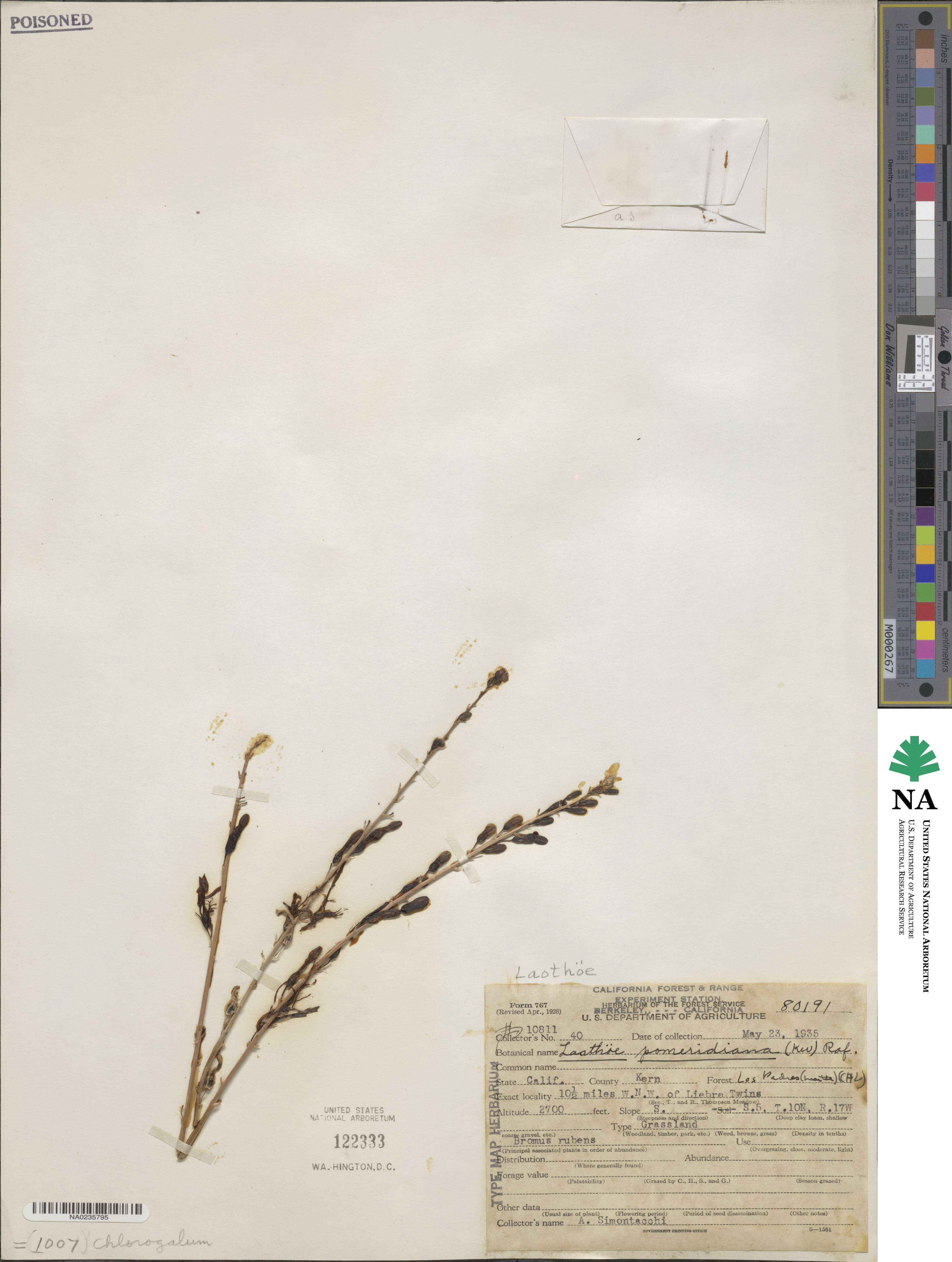 Chlorogalum pomeridianum image