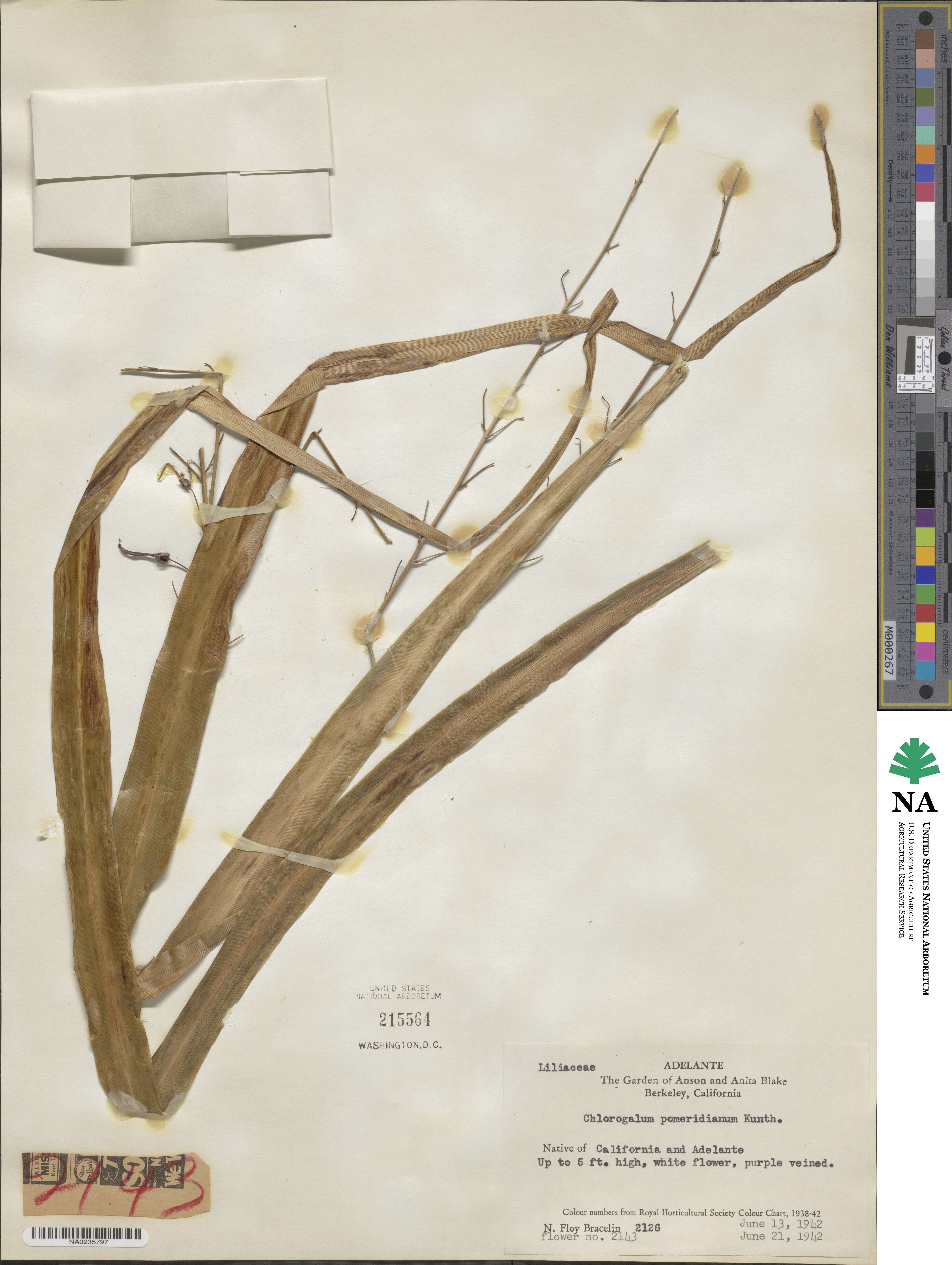 Chlorogalum pomeridianum image