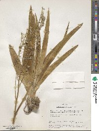 Hemiphylacus latifolius image