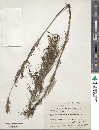 Image of Stypandra glauca