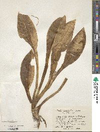 Hosta sieboldii image