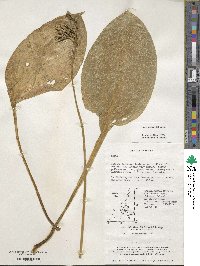 Hosta yingeri image