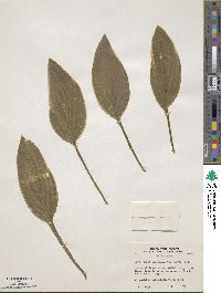 Hosta sieboldii image