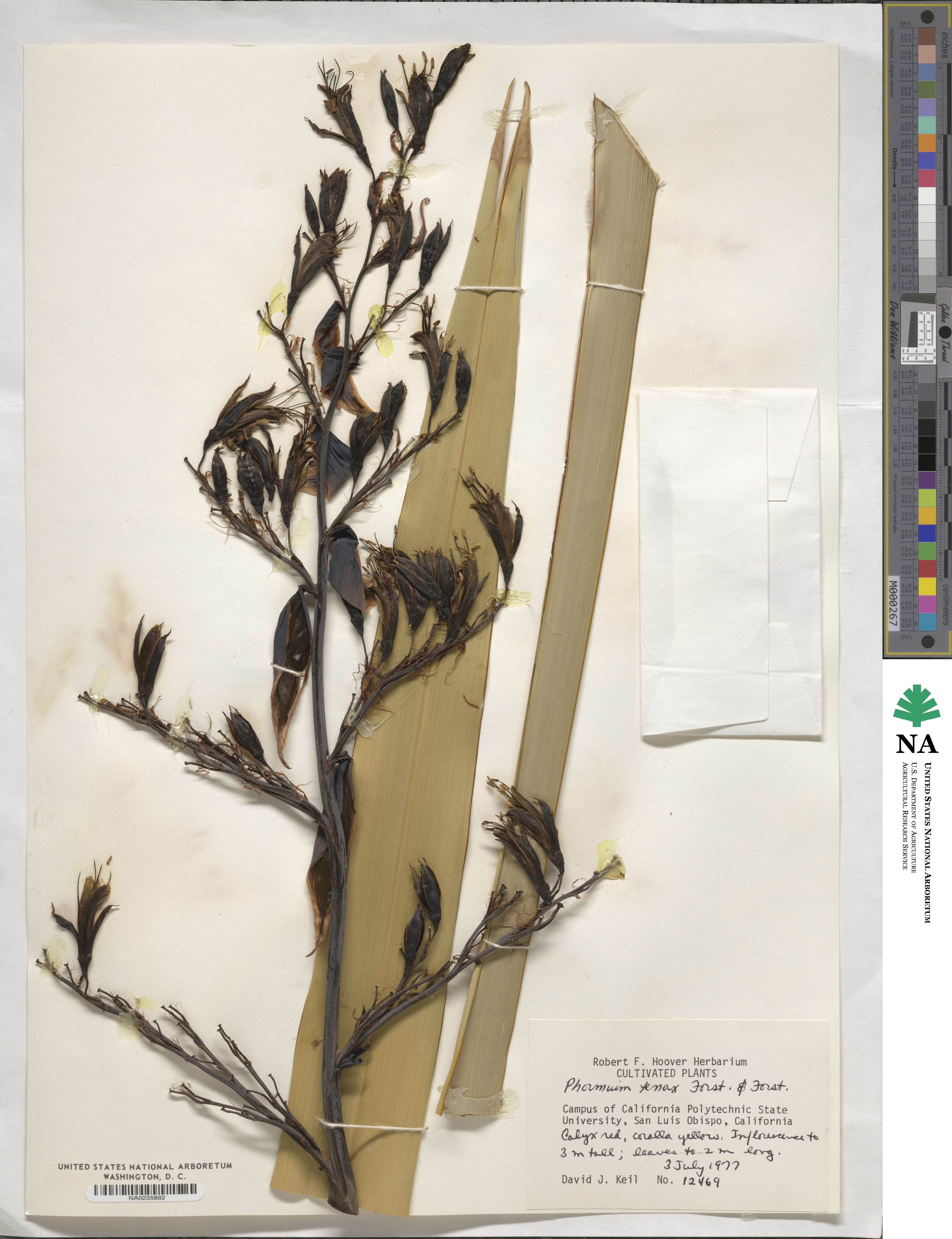 Phormium tenax image