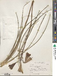 Image of Blandfordia grandiflora