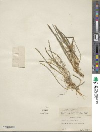 Leucocrinum montanum image