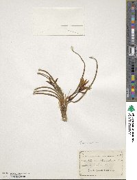 Leucocrinum montanum image