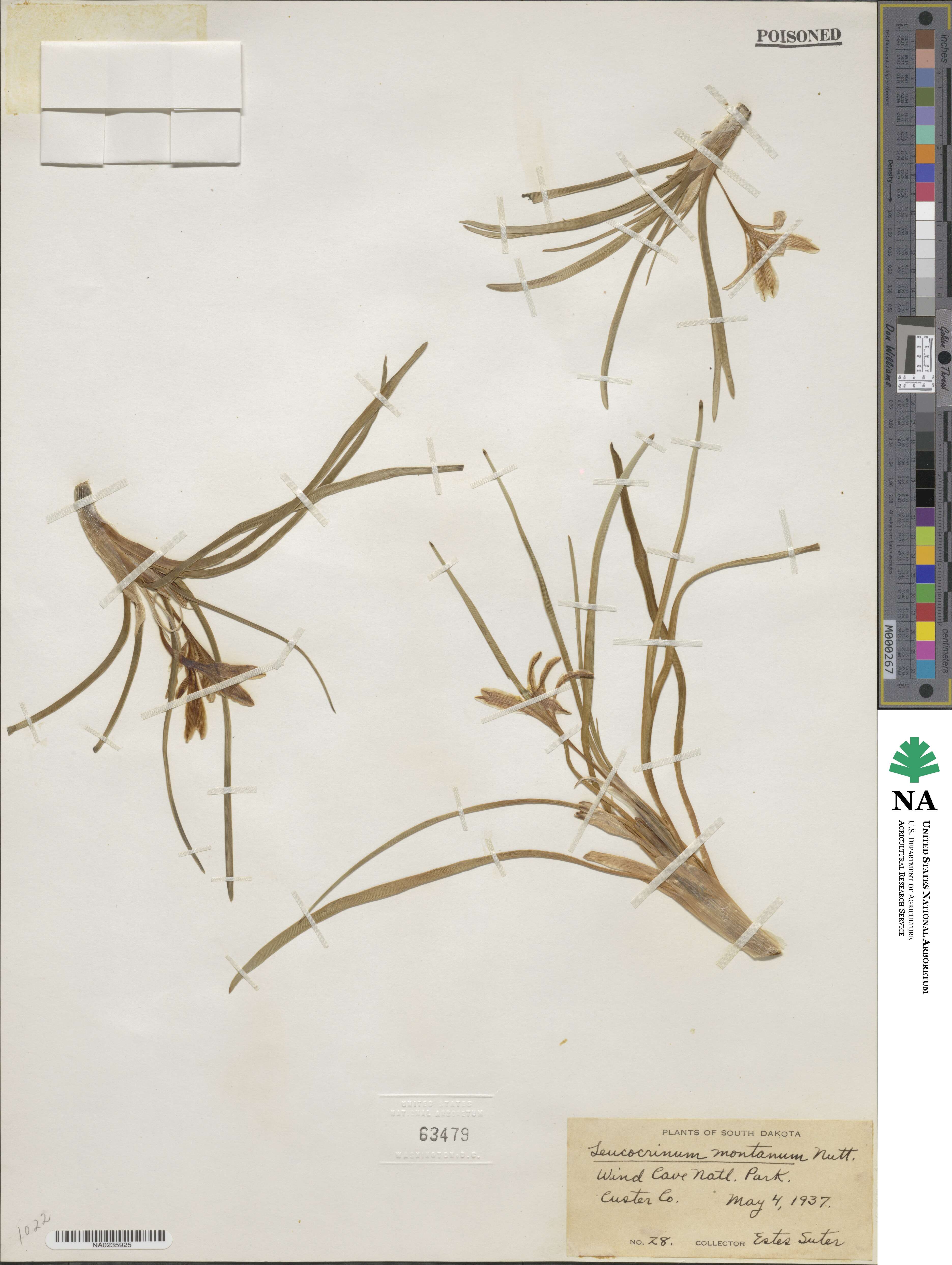 Leucocrinum image