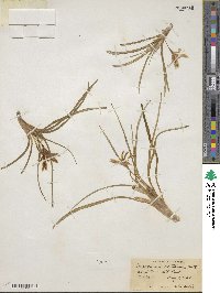 Leucocrinum montanum image