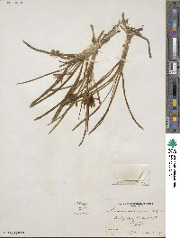 Leucocrinum montanum image