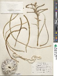 Hesperocallis undulata image